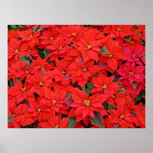 Red Poinsettias I Kerstfeestdag Floral Foto Poster (Voorkant)