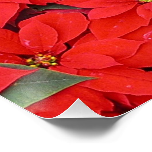Red Poinsettias I Kerstfeestdag Floral Foto Poster (Hoek)
