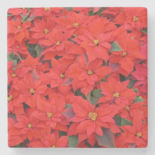 Red Poinsettias I Kerstfeestdag Floral Foto Stenen Onderzetter (Voorkant)