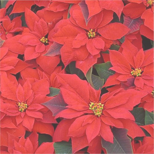 Red Poinsettias I Kerstfeestdag Floral Foto Sticker (Voorkant)