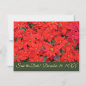 Red Poinsettias I Kerstfeestdag Save the Date Magnetische Uitnodiging (Voorkant)