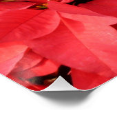 Red Poinsettias II Kerstfeestdag Floral Perfect Poster (Hoek)
