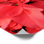 Red Poinsettias II Kerstfeestdag Floral Poster (Hoek)