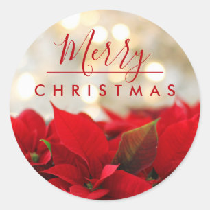 Red Poinsettias Merry kerstakeh-lichten Ronde Sticker
