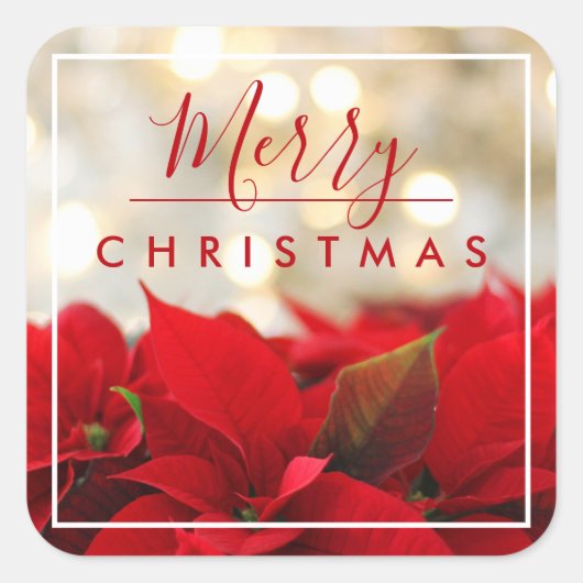 Red Poinsettias met Golden Bokeh Kerstmis Vierkante Sticker (Voorkant)
