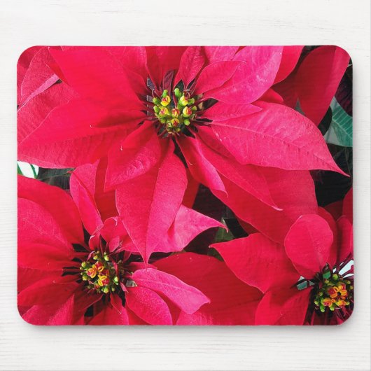 Red Poinsettias Muismat (Voorkant)