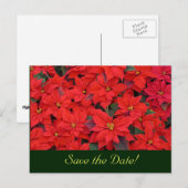 Red Poinsettias Sparen het Briefkaart van de Datum (Voorkant / Achterkant)