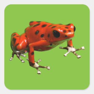 Red Poison Dart Frog Vierkante Sticker