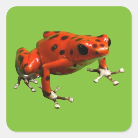 Red Poison Dart Frog Vierkante Sticker (Voorkant)