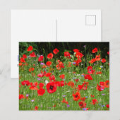 Red Poppies Field DIY Briefkaart (Voorkant / Achterkant)