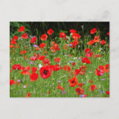 Red Poppies Field DIY Briefkaart (Voorkant)