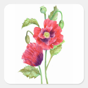 Red Poppies Floral Art Vierkante Sticker