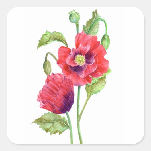 Red Poppies Floral Art Vierkante Sticker (Voorkant)