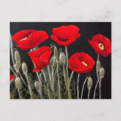 Red Poppies Natuur Art Briefkaart (Voorkant)