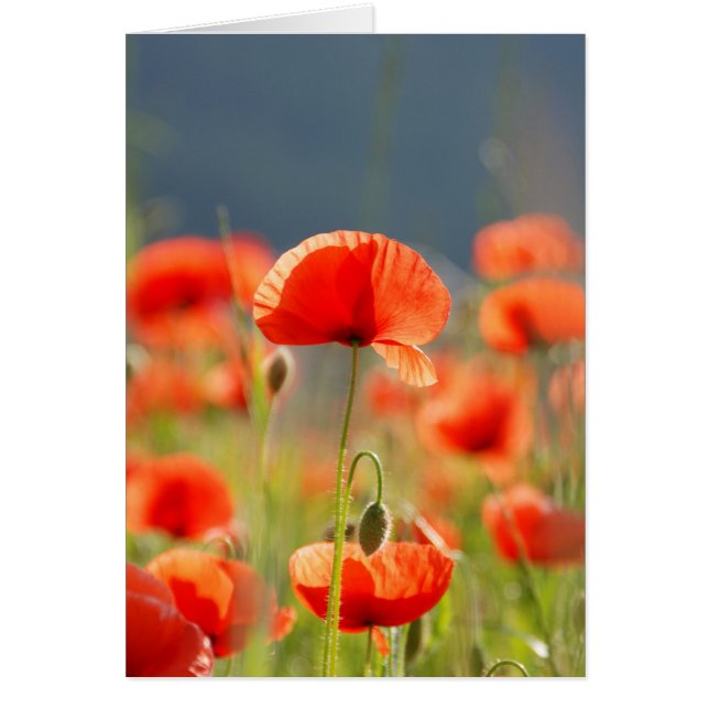 Red Poppies Poppy Flowers Blue Sky (Voorkant)