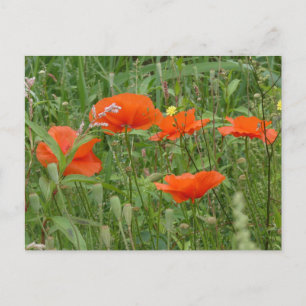 Red Poppies Wild Flowers Close-up DIY Briefkaart