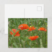 Red Poppies Wild Flowers Close-up DIY Briefkaart (Voorkant / Achterkant)
