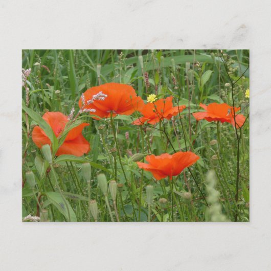 Red Poppies Wild Flowers Close-up DIY Briefkaart (Voorkant)