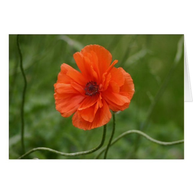 Red Poppy (Voorkant Horizontaal)