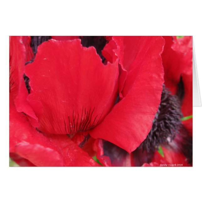 Red Poppy (Voorkant Horizontaal)