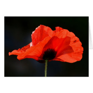 Red Poppy