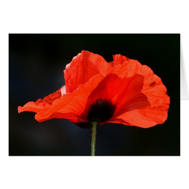 Red Poppy (Voorkant Horizontaal)