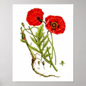 Red Poppy art print #12 (Voorkant)