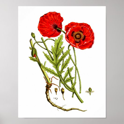 Red Poppy art print #12 (Voorkant)