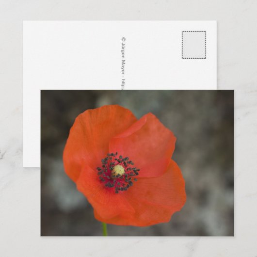 Red Poppy Briefkaart (Voorkant / Achterkant)