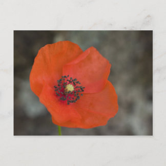 Red Poppy Briefkaart