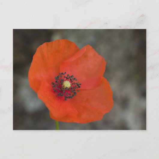 Red Poppy Briefkaart (Voorkant)