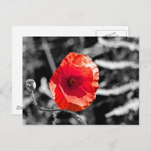 Red Poppy Briefkaart (Voorkant / Achterkant)