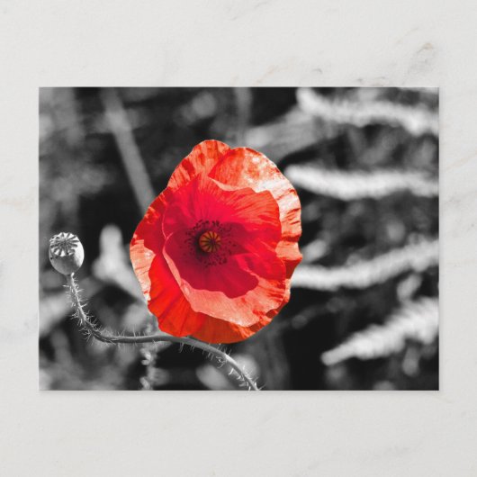 Red Poppy Briefkaart (Voorkant)