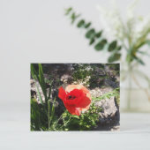 Red Poppy Briefkaart (Staand voorkant)