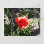 Red Poppy Briefkaart (Voorkant)