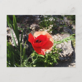 Red Poppy Briefkaart