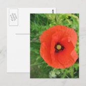 Red Poppy Briefkaart (Voorkant / Achterkant)