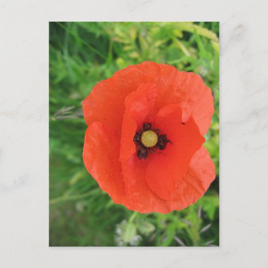 Red Poppy Briefkaart (Voorkant)