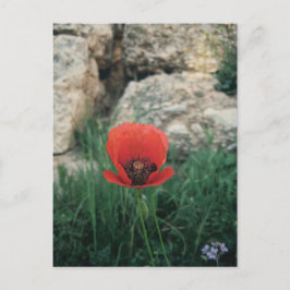 Red Poppy Briefkaart