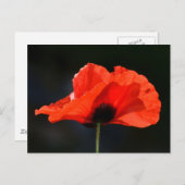Red Poppy Briefkaart (Voorkant / Achterkant)