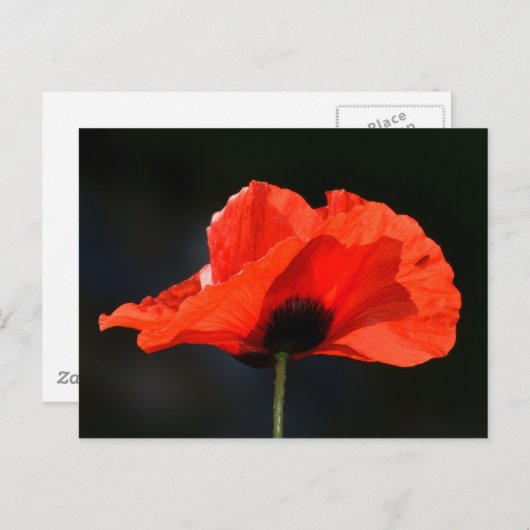 Red Poppy Briefkaart (Voorkant / Achterkant)