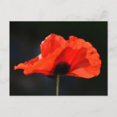 Red Poppy Briefkaart (Voorkant)