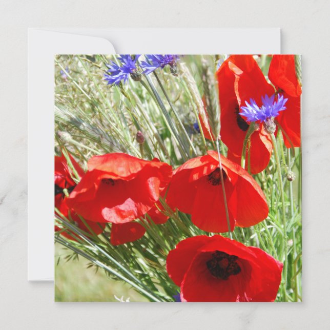 Red Poppy, Cottage Garden foto (Voorkant)