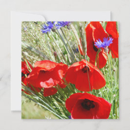 Red Poppy, Cottage Garden foto
