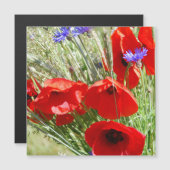 Red Poppy, Cottage Garden foto (Voorkant / Achterkant)