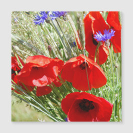 Red Poppy, Cottage Garden foto