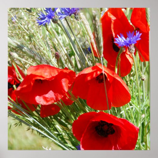 Red Poppy, Cottage Garden foto Poster (Voorkant)
