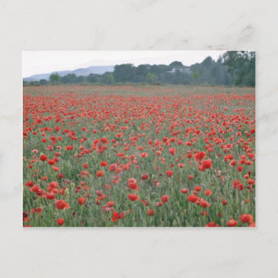 Red Poppy field, Kent, Engeland bloemen Briefkaart
