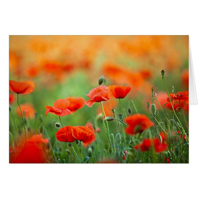 Red Poppy Flowers (Voorkant Horizontaal)