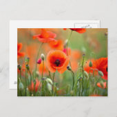 Red Poppy Flowers Briefkaart (Voorkant / Achterkant)
